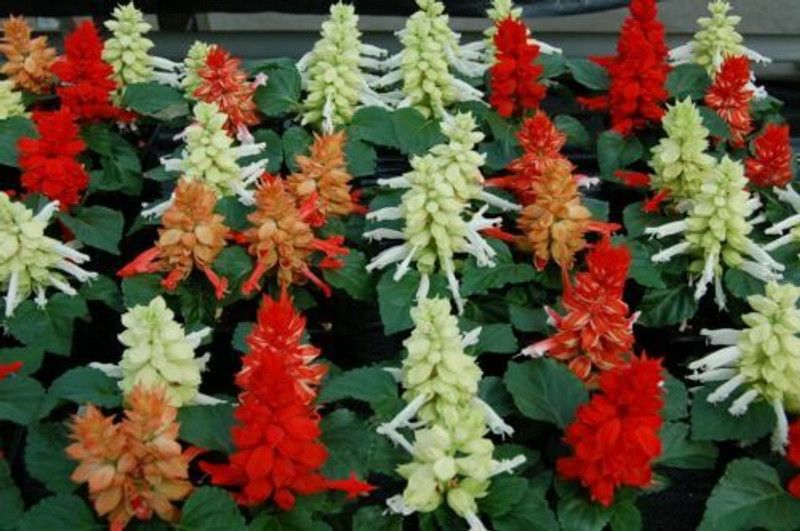 Mozette Exotic salvia mix Seed  (32 per packet)