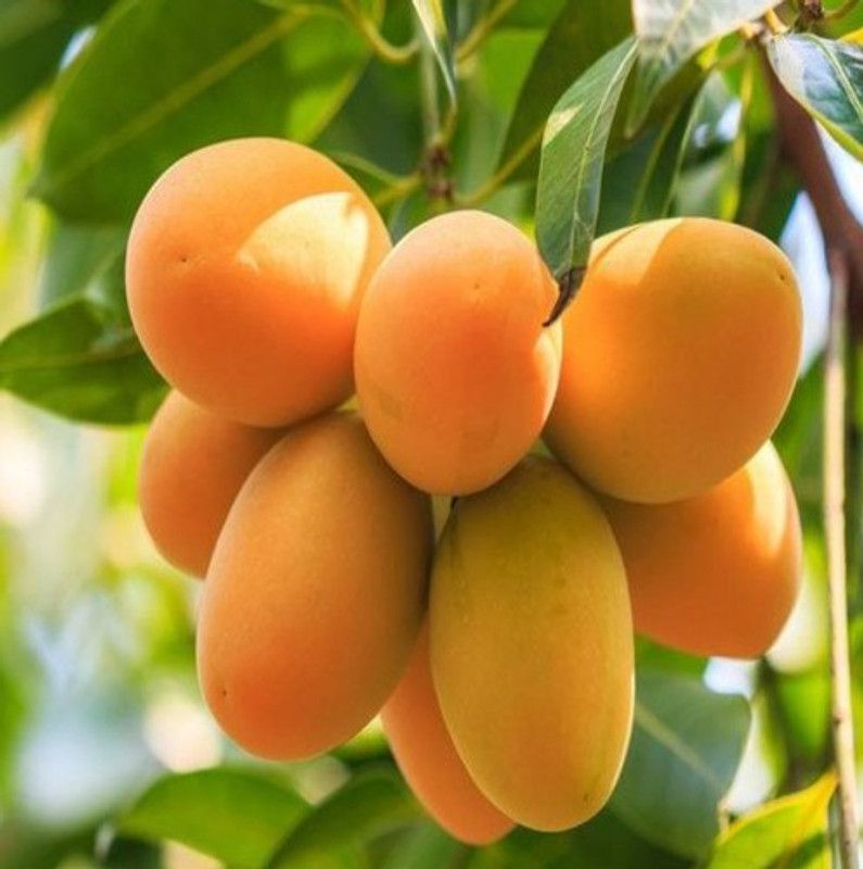Grinian Mango Plant  (Hybrid, Pack of 1)