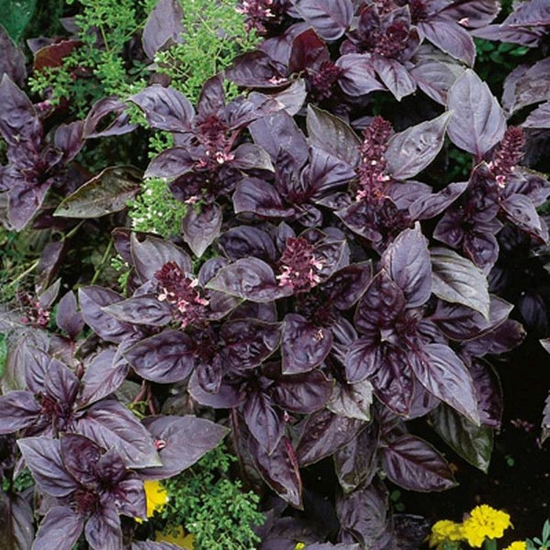PMB Basil red rubin Seed  (25 per packet)
