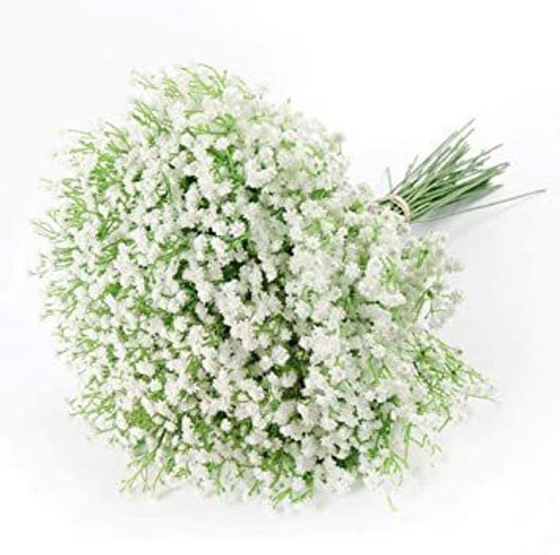Nodoc Gypsophila flower Seed  (49 per packet)