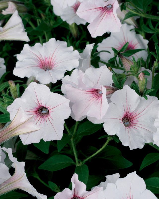 WHADE Silverberry Petunia Flower Seed  (70 per packet)