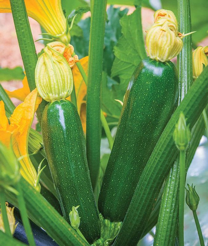 WILLVINE NDIR-5 Best Zucchini Summer Squash Seeds Seed  (200 per packet)