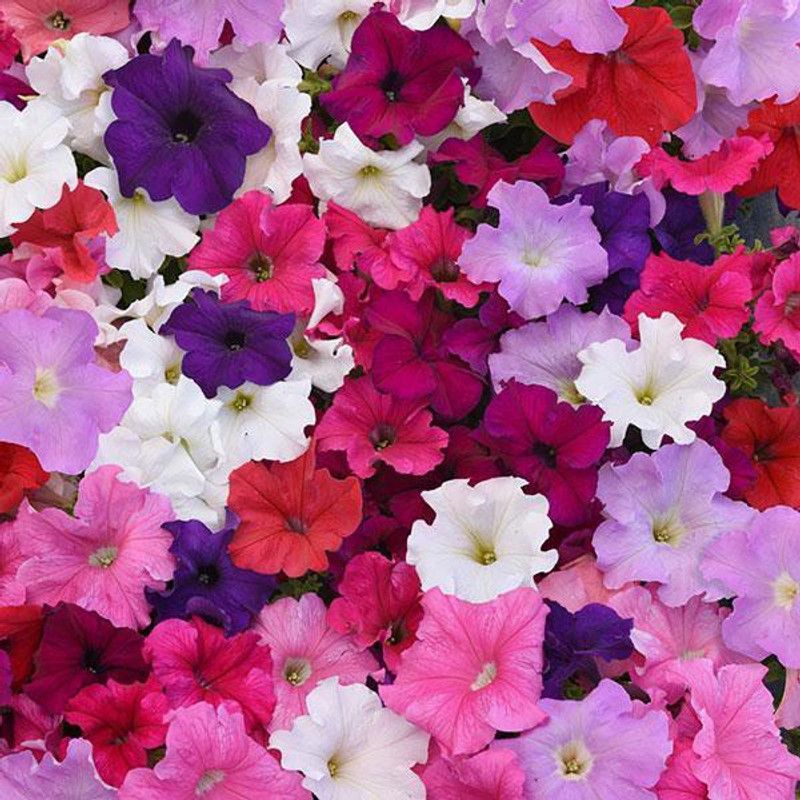 WHADE Petunia Supercascade Mix Flower Seed  (70 per packet)