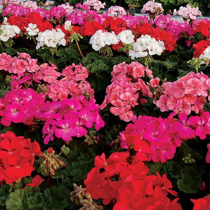 Mozette Geranium Mix Flower Seed  (130 per packet)