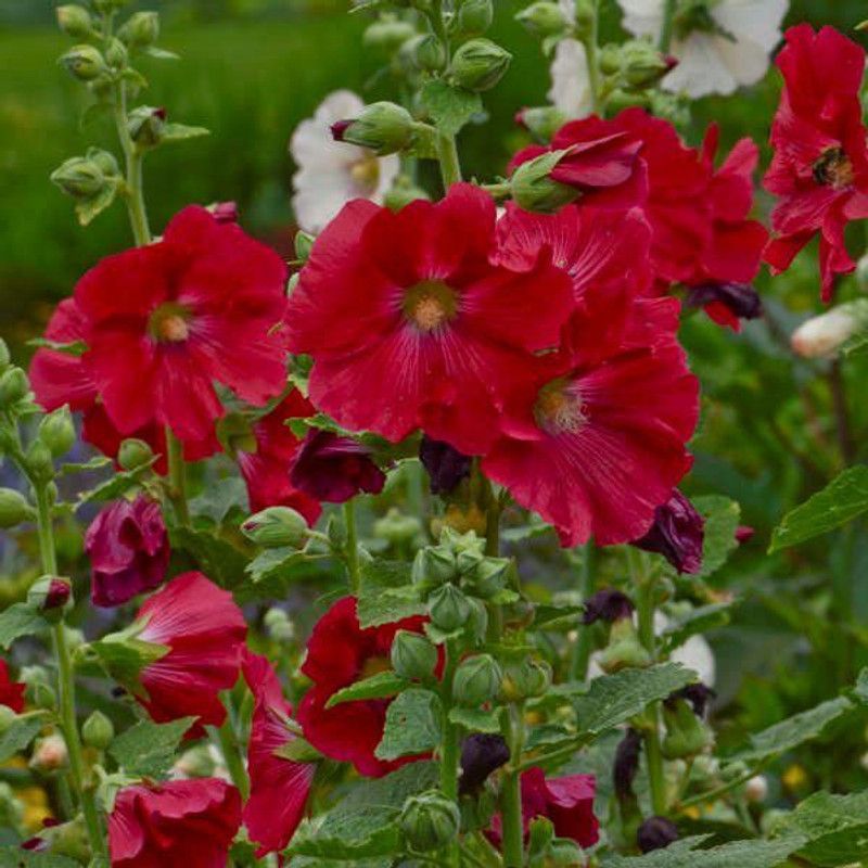 Mozette Hollyhock Seed  (39 per packet)