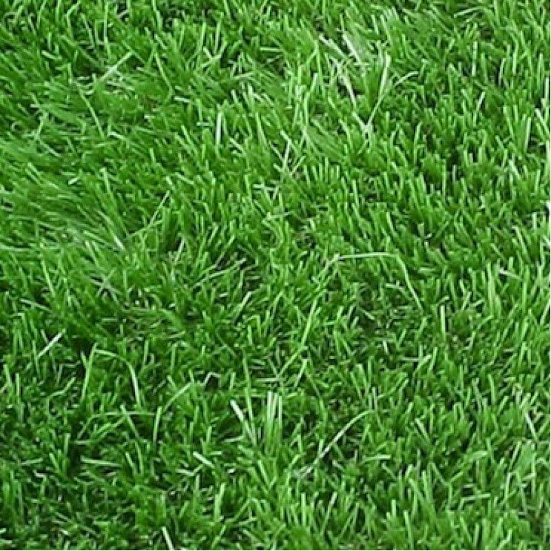 PMB Exotic lawngrass Seed  (39 per packet)