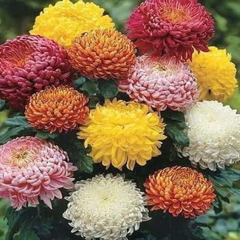 KANAYA Chrysanthamum Mix/Chamanti Seed  (20 per packet)