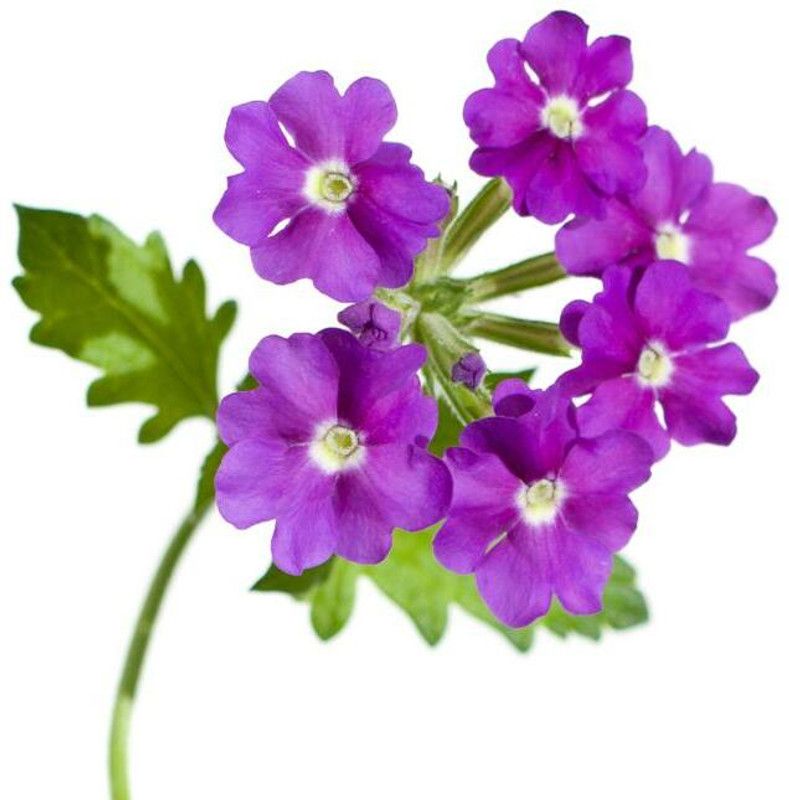 Mozette Exotic verbena Seed  (39 per packet)