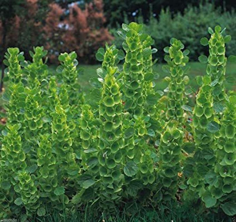 Mozette Moluccella laevis Seed  (70 per packet)