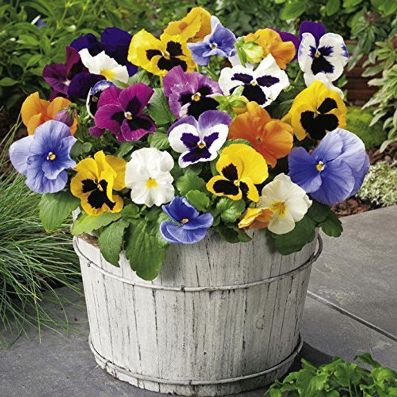 KANAYA Pansy F1 Mixed Color Flower Seeds For Kitchen Gardening Seed  (45 per packet)