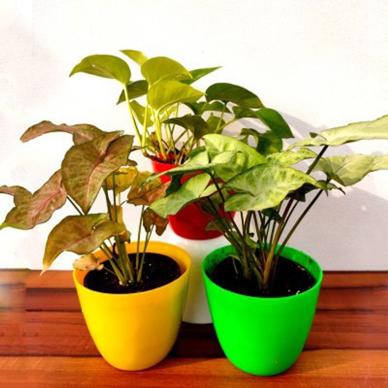 WB Wood Gibbs Money Plant  (Pack of 2)