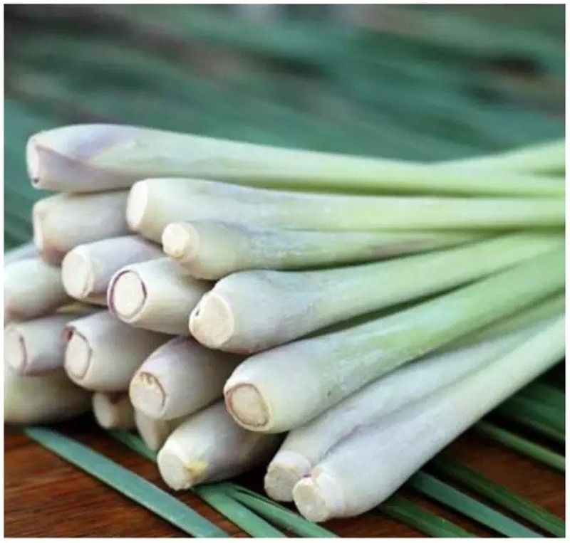 XYGEN Organic Lemon Grass Seed  (300 per packet)