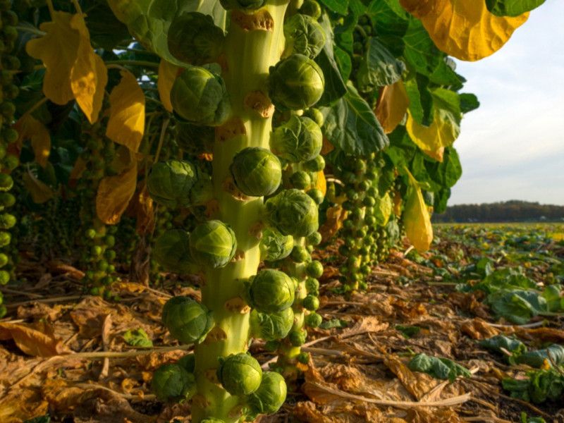 Nodoc Brussel sprouts Seed  (30 per packet)