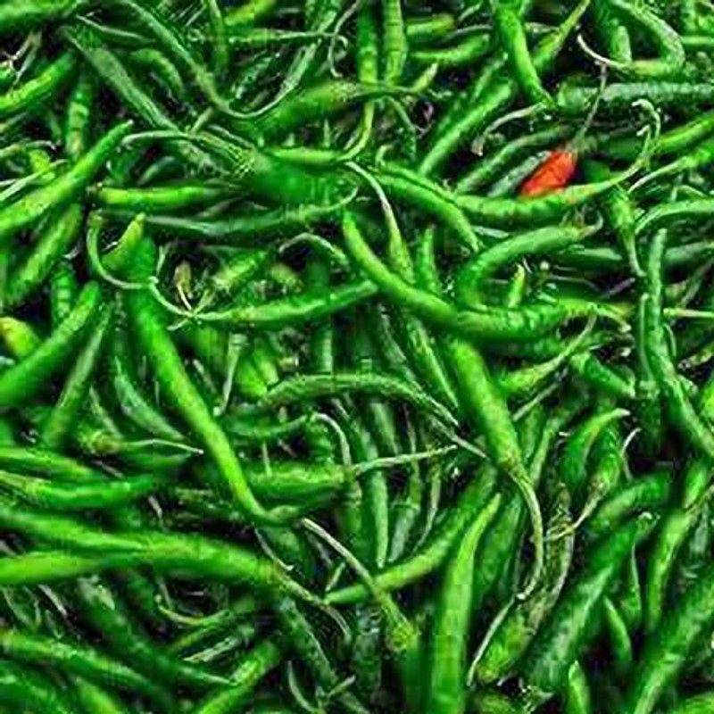 KANAYA Green Chilli Seed  (250 per packet)