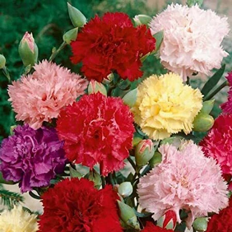 Mozette Exotic comos Seed  (32 per packet)