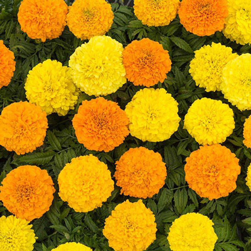 Mozette Exotic mix marigold Seed  (39 per packet)