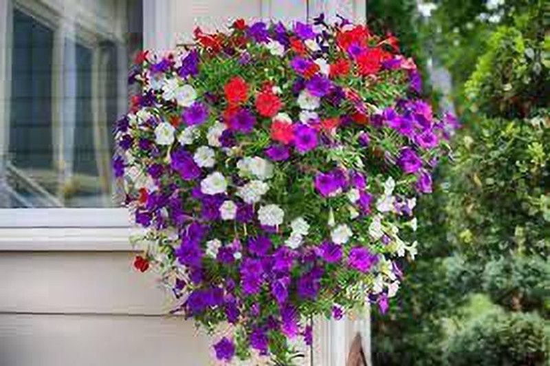 ario petunia Hybrid flower Seeds For home Gardening Seed  (56 per packet)