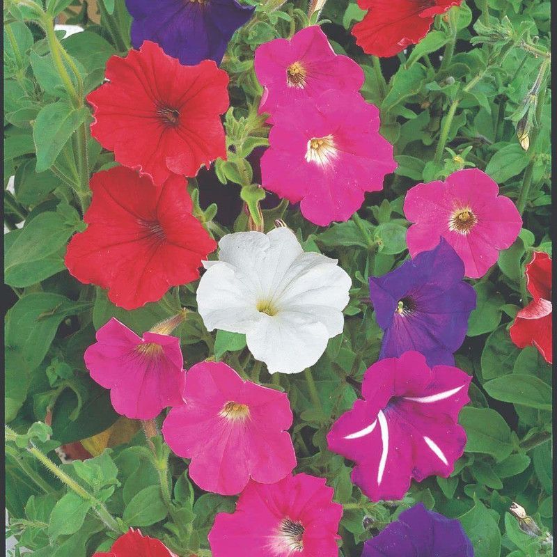 ario Petunia Nana Star Mixed Flower Seeds For Home Garden Seed  (34 per packet)