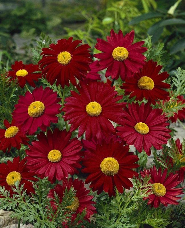 KANAYA Chrysanthamum Mix/Chamanti Seed  (25 per packet)