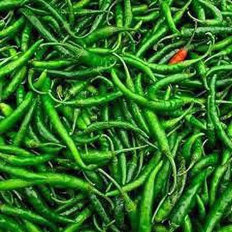 KANAYA Chilli Seed  (525 per packet)