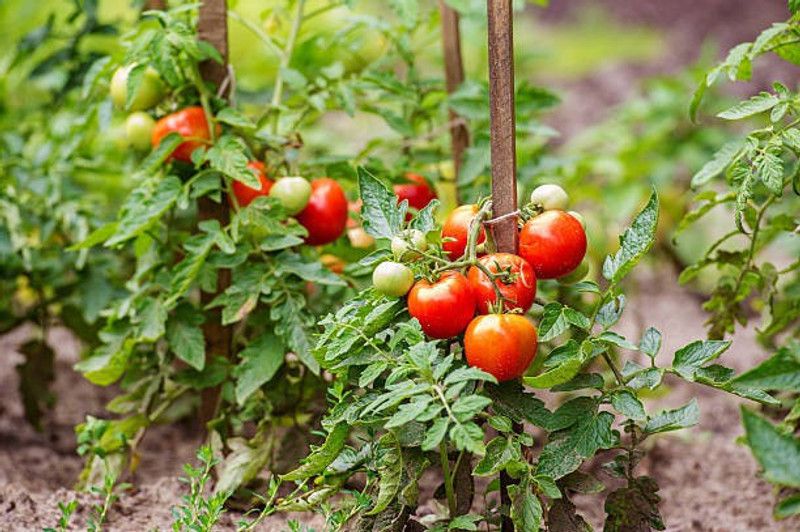 Splorias Hybrid Tomato Seed  (30 per packet)