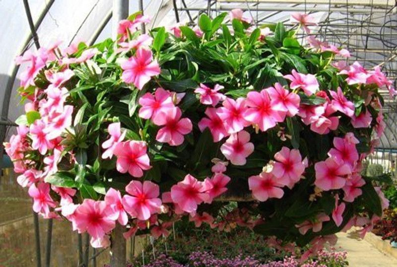 CYBEXIS Cape Vinca Periwinkle Gorgeous Color Seeds Seed  (1 g)