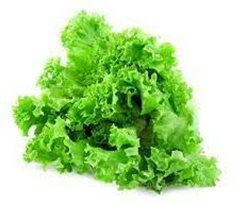 Nodoc Organic lettuce curly Seed  (28 per packet)