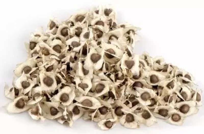 MAA Drumstick, Moringa Seed  (40 per packet)