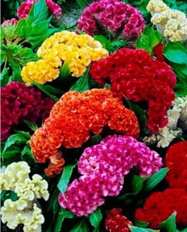 Mozette Cockscomb mix Seed  (95 per packet)