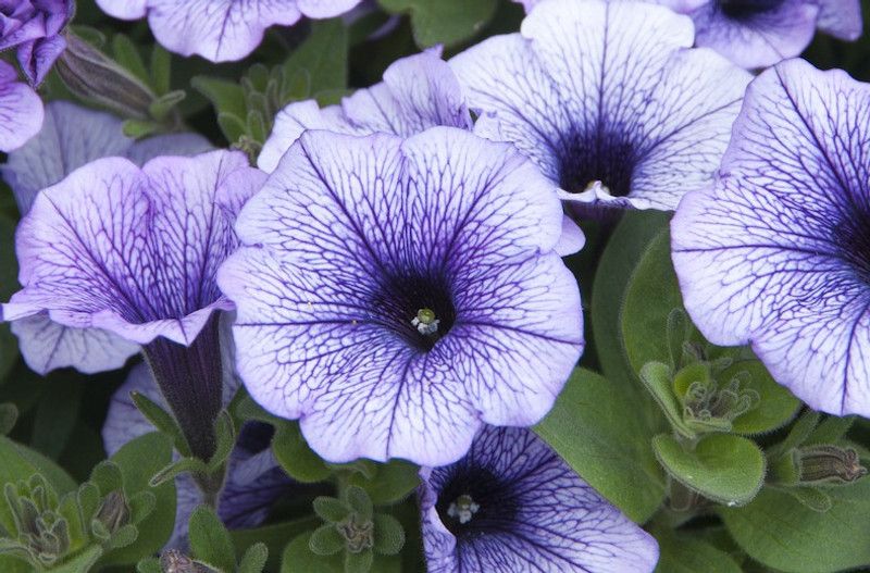WHADE Petunia-trailing-blue Seed  (70 per packet)