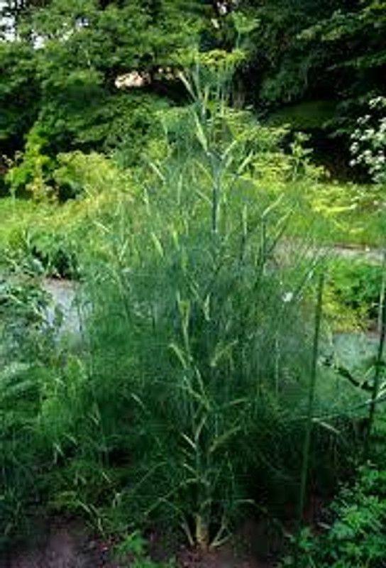 Nodoc Organic sweet fennel Seed  (28 per packet)