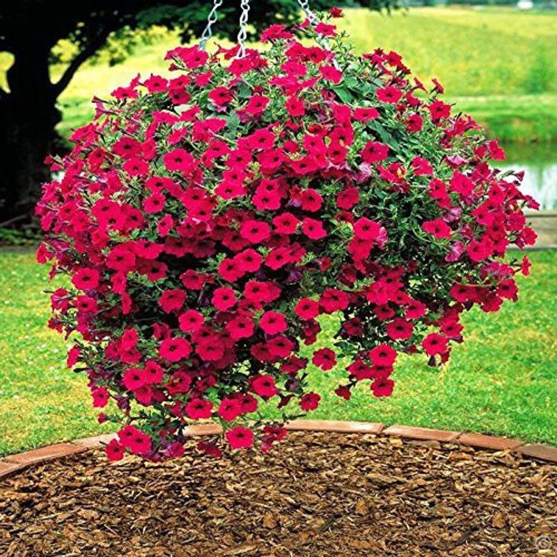 ario Petunia Mix Color Flower Seed  (92 per packet)