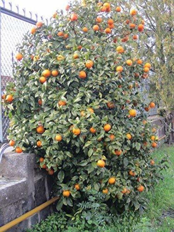 DIOART ™Dwarf Orange Seeds Fruit Seeds For Organic Farming Fruit Seeds Garden Pack-642 Seed  (75 per packet)