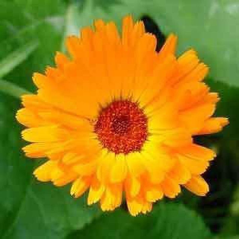 KANAYA Yellow Organic Calendula Flower Seed  (54 per packet)