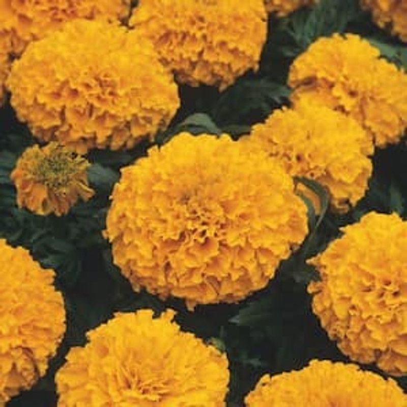 PMB Exotic marigold orange Seed  (22 per packet)