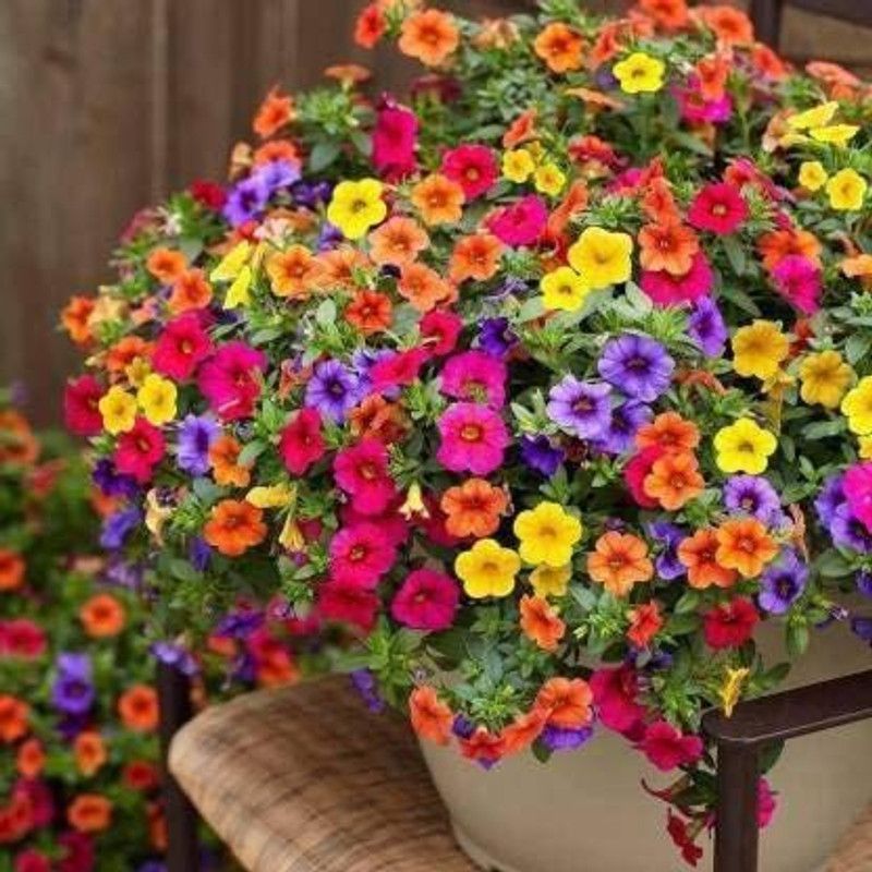 ario Petunia Double Flower Seeds F1 Hybrid Multicolor For Home Gardening Seed  (18 per packet)