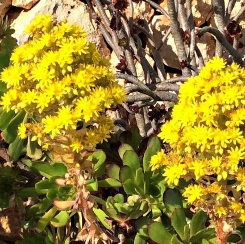 Fair Nursery Plant Aeonium Castello-Paivae Plant  (Hybrid, Pack of 1)