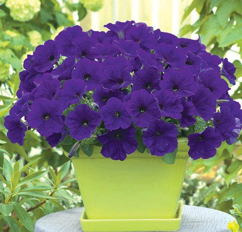 WHADE Petunia Trilogy Blue Flower Seed  (70 per packet)