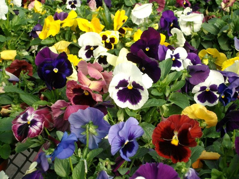 Mozette Pancy Mix Seed  (46 per packet)