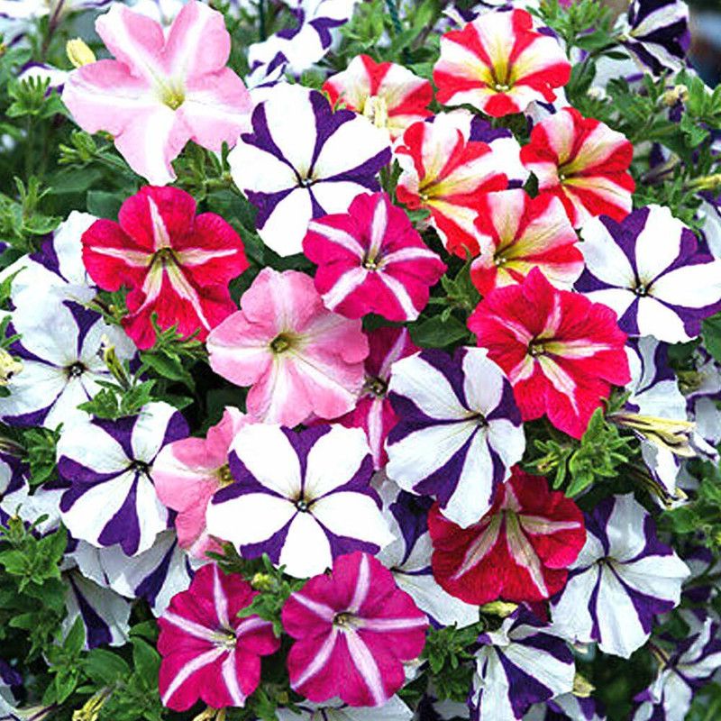 ario petunia Hybrid flower Seeds For home Gardening Seed  (42 per packet)