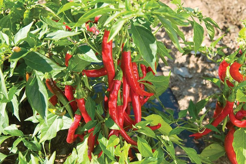 KANAYA Green Chilli Seed  (750 per packet)