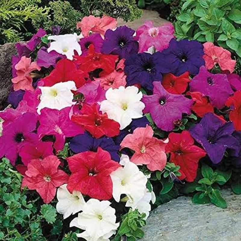 ario Petunia Star Pro Flower Mix Seed  (60 per packet)