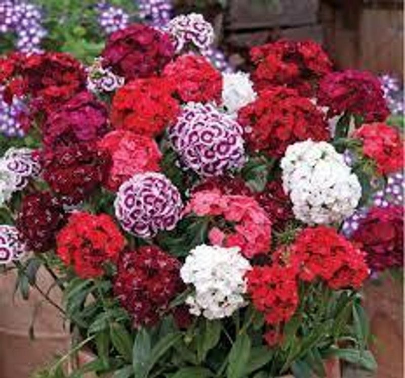 PMB Exotic dianthus Seed  (32 per packet)