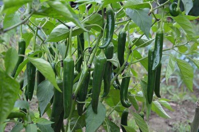KANAYA Pepper Chilli Hybrid Seed  (750 per packet)