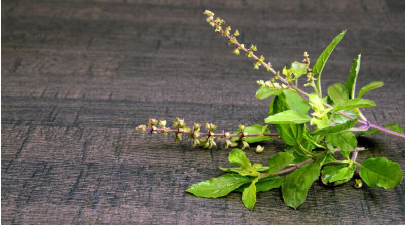Nodoc Organic tulsi herb Seed  (23 per packet)