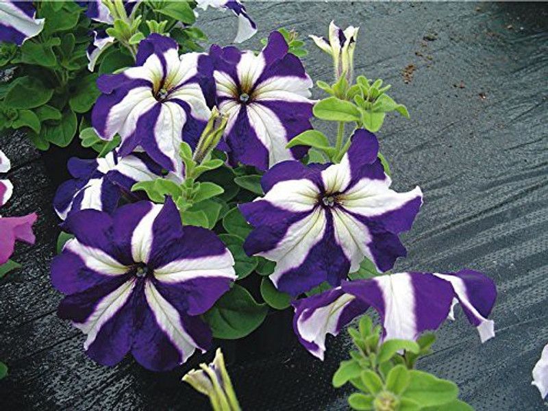CYBEXIS Petunias Star Hybrid Mix Flower Seeds Garden Seed  (1 g)