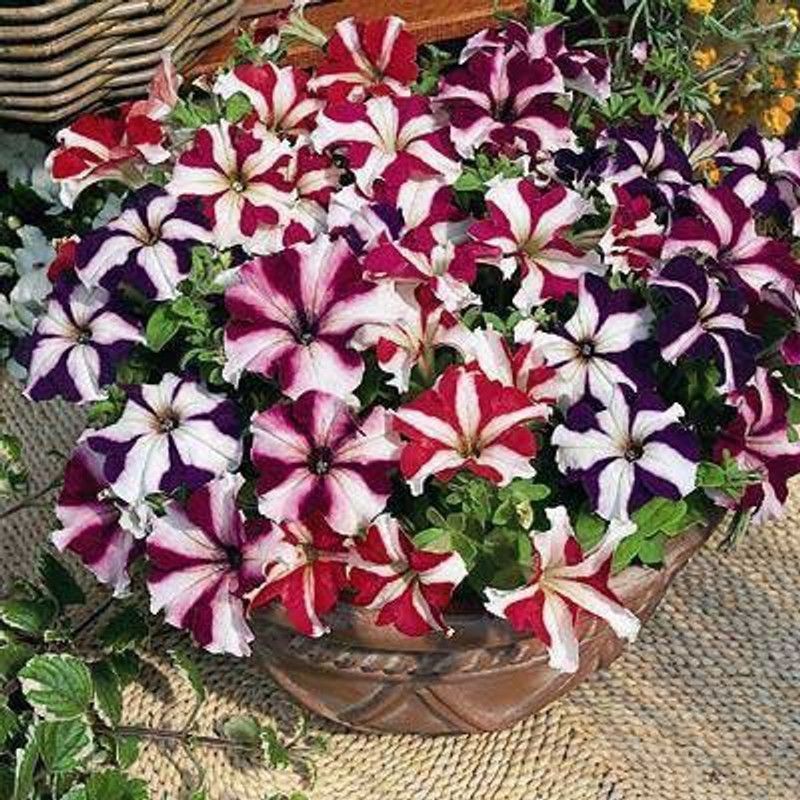 ario Petunia Double Flower Seeds F1 Hybrid Multicolor For Home Gardening Seed  (32 per packet)