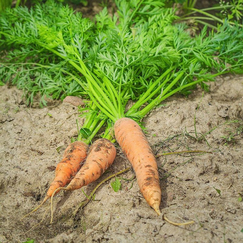 SEEDSKLUB Carrot Gajar Seed For Planting For Home And Gardening 2000 Seeds D4 Seed  (2000 per packet)
