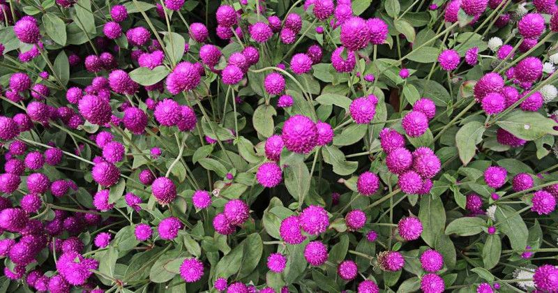 Morgreen Gomphrena Purple Flower Seed  (200 per packet)