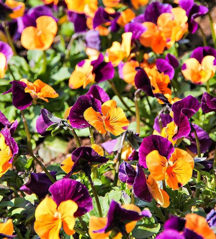 CYBEXIS Pansy Sorbet Orange Duet Seeds - Viola x wittrockiana Seed  (50 per packet)